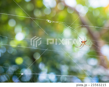 赤蜘蛛の写真素材