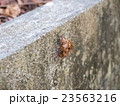 抜け殻 23563216