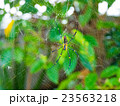 英語蜘蛛_006 23563218