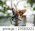 蝉の捕食_002 23563221