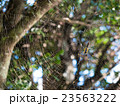 英語蜘蛛_007 23563222