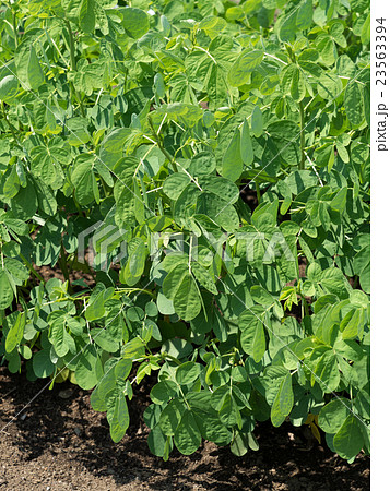 エビスグサ　漢方薬草 23563394