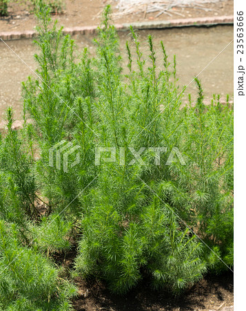 カワラヨモギ 23563666