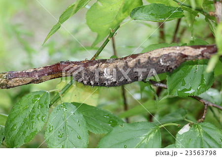 木の幹に擬態する カレハガの幼虫 の写真素材