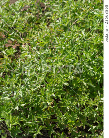 ゲンノショウコ　薬草 23563868