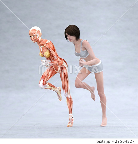 走る女性 筋肉標本 人体 女性 Perming3dcg イラスト素材のイラスト素材
