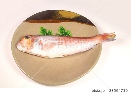 アマダイ 23564750