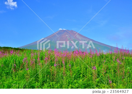 ヤナギランと富士山 23564927