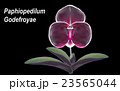orchid 23565044