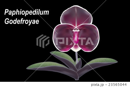 orchid 23565044