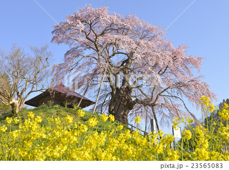 上石の不動桜 23565083