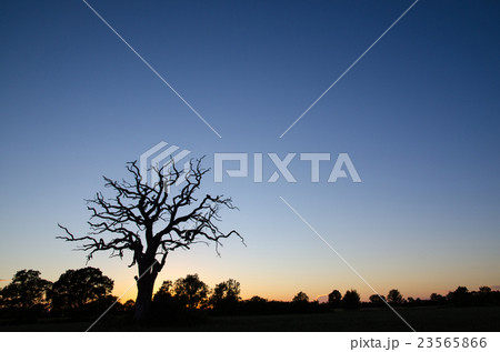 Old tree silhouette Old tree silhouette 23565866