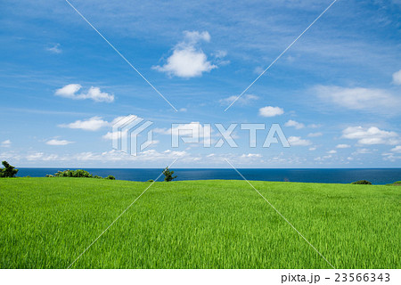 夏の日本海　田んぼと海 23566343