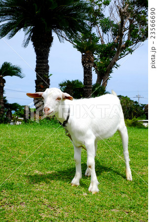 首輪をしたヤギ 首輪をしたヤギ 23566690