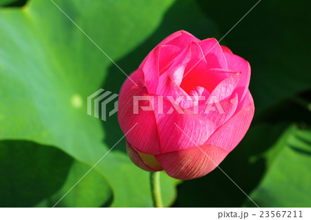蓮の花 23567211
