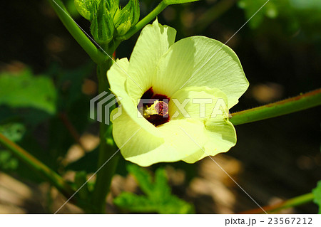 オクラの花 オクラの花 23567212