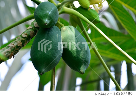 パパイアの果実 23567490