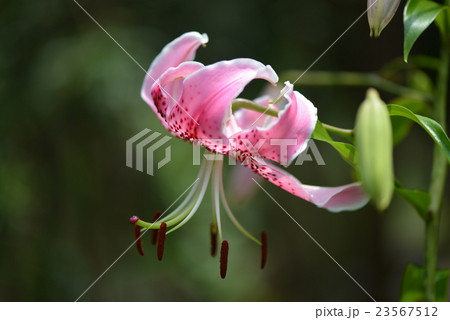 カノコユリ 23567512