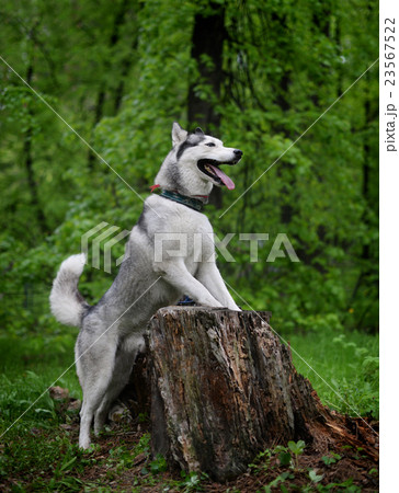 gray husky dog breed from the old stump gray husky dog breed from the old stump 23567522