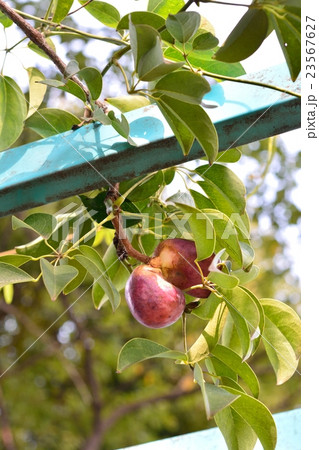 ムベの果実 23567627