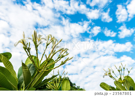 plumeria flower, white plumeria with blue sky back plumeria flower, white plumeria with blue sky back 23567801