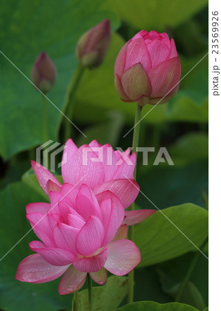 山口大学 大賀蓮 花 蕾 山口大学 大賀蓮 花 蕾 23569926