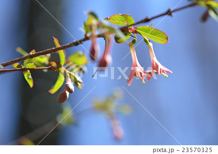 ウグイスカグラ（鶯神楽） 23570325