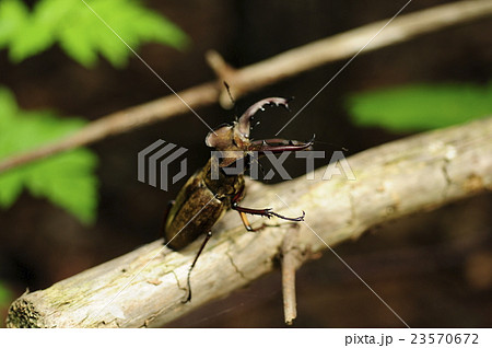 ミヤマクワガタ　大型 23570672