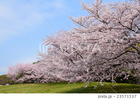 干尽公園の桜 干尽公園の桜 23571537