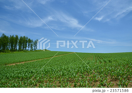 美瑛 美瑛 23571586