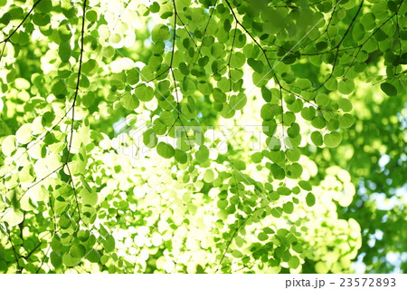 新緑のカツラの葉 23572893