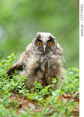 Young long eared owl 23574081