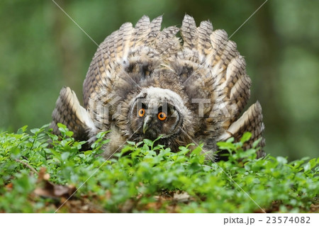 Little long eared owl Little long eared owl 23574082