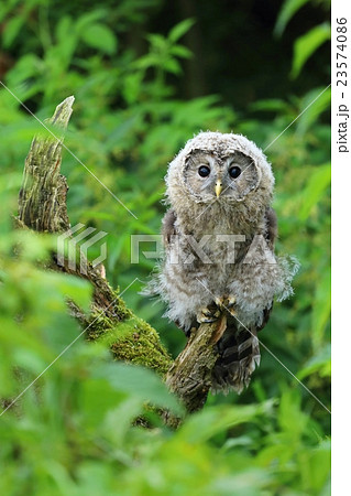 Young nordic tawny owl 23574086
