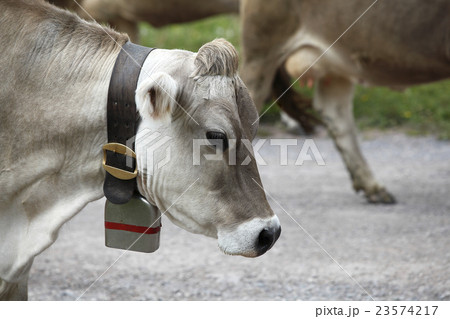 Cow cattle drive in the Alps 23574217