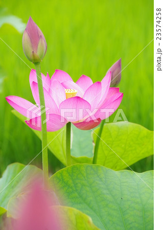 古代ハス 23574258