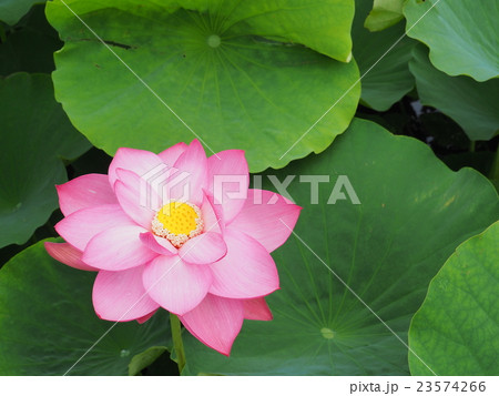 古代ハス 23574266