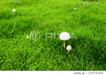 Mushroom Mushroom 23574305