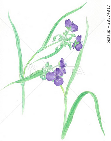 つゆ草001のイラスト素材