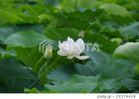 レンコンの花 レンコンの花 23574428