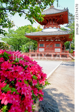 川越大師　喜多院　多宝塔とつつじ 23574470