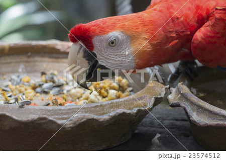 macaw parrot red tree jungle exotic wildlife macaw parrot red tree jungle exotic wildlife 23574512
