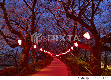 幸手権現堂桜堤～桜祭り 23575133