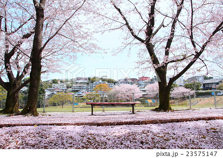 桜の木下での写真素材