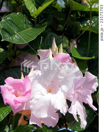 トレリス仕立てのマンテビラ（アリスデライト） 23575703