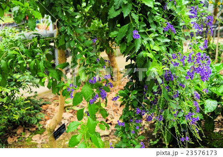 デュランタ 23576173