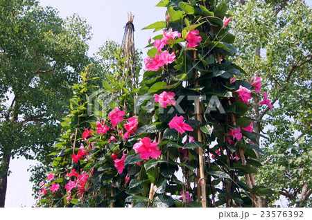 トレリス仕立てのマンテビラ（ローズジャイアント）） 23576392