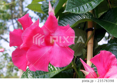 トレリス仕立てのマンテビラ(ローズジャイアント)) トレリス仕立てのマンテビラ(ローズジャイアント)) 23576398