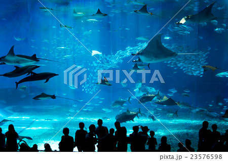 美ら海水族館 美ら海水族館 23576598