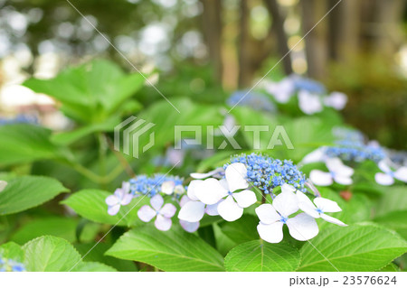 船橋市習志野台近隣公園アジサイ 23576624
